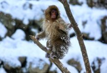 Primaten entwickelten sich in der Kälte: Neue Forschung stellt tropische Ursprünge in Frage