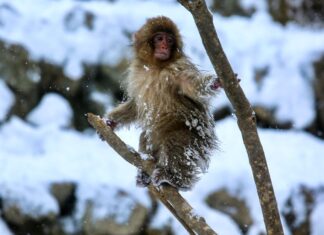 Primaten geëvolueerd in de kou: nieuw onderzoek daagt tropische oorsprong uit