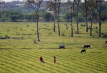 Індійські Фермери Перед Особою Кліматичної Кризи: Рішення, Засновані на Даних, для Вразливого Сектору