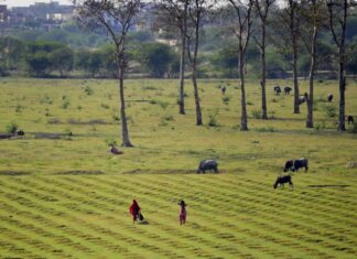 Indyjscy rolnicy w obliczu kryzysu klimatycznego: rozwiązania oparte na danych dla wrażliwego sektora