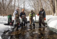 Довга боротьба штату Мен за відродження атлантичного лосося