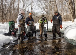 La longue lutte du Maine pour ramener le saumon de l’Atlantique