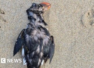 Les oiseaux marins du Royaume-Uni sont confrontés à un événement de mortalité massive alors que les tempêtes hivernales s’intensifient