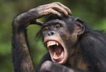 Бонанго і Шимпанзе: Нове Дослідження Розкриває Подібний Рівень Агресії