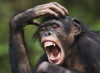 Bonobo dan Simpanse: Studi Baru Mengungkap Tingkat Agresi Serupa