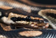 Щось у Python Blood може бути майбутнім схуднення