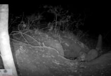 Червоний лис полює на вовченя: вперше зафіксовано на відео