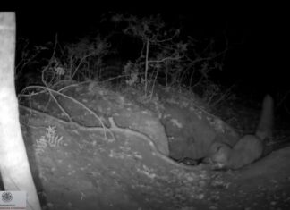 Красный лис охотится на волчонка: впервые зафиксировано на видео