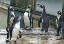 Прибуття Гумбольдтівських Пінгвінів до Бердленду для підтримки охорони природи