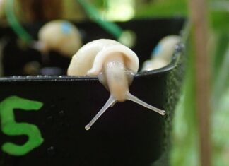 From Extreme Extinction to Revival: The Incredible Return of Partula Snails z Francouzské Polynésie