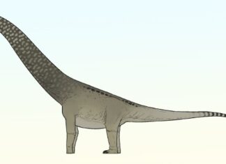 Penemuan Dinosaurus Maroko Baru Menghubungkan Afrika dengan Raksasa Amerika Selatan