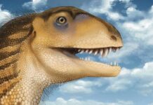 Нове відкриття динозавра змінює уявлення про хронологію ранніх хижаків