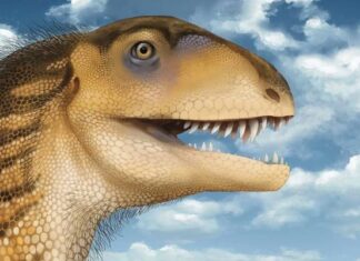 Penemuan Dinosaurus Baru Menulis Ulang Garis Waktu Karnivora Awal