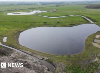 A natureza retorna a Cambridgeshire: novos pântanos dão vida ao Grande Pântano