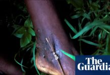 Остання миля: чи зможе людство викорінити аскаридоз (дракункульоз)?