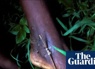 La última milla: ¿Podrá la humanidad erradicar el gusano de Guinea?