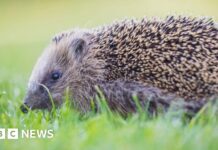 Відновлення природи: Фонд дикої природи Суррея запускає кампанію на £40 000 для об’єднання ареалів проживання