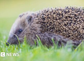 Ripristinare la natura: il Surrey Wildlife Trust lancia una campagna da 40.000 sterline per riconnettere gli habitat