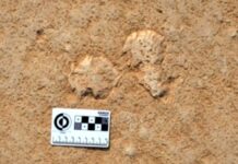 Таємне життя «озерної тину»: як мікроби зберігають стародавні світи