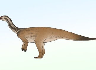 Titan s masivním ocasem: nový čínský dinosaurus přepisuje historii evoluce sauropodů