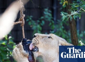 Grandes felinos sobre polos de hielo 🐆🧊