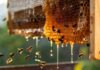 The Truth About Honey: Ancient Remedy or Just Fancy Sugar?