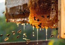 The Truth About Honey: Ancient Remedy or Just Fancy Sugar?