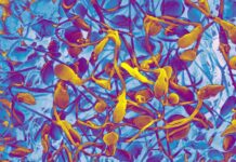 Lab-Grown Sperm: A Miracle or a Trap?