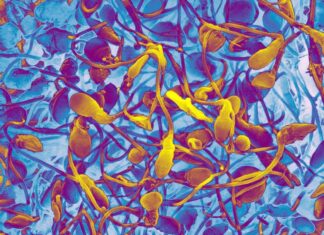 Lab-Grown Sperm: A Miracle or a Trap?