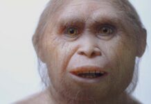 Hobbits Didn’t Hunt Giants. Or Use Fire.