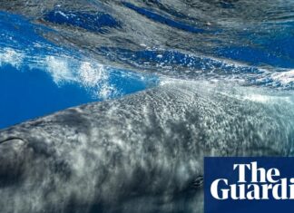 Sperm whales shift vocal ‘vowels’ to cope with ship noise