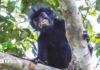 Скромна примара з помаранчевими губами з лісів ДР Конго