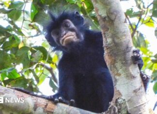 O tímido fantasma de lábios alaranjados das florestas da RDC