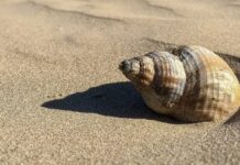 Фотосинтез: як сонячне світло стає паливом для життя