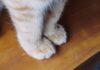 Warum Katzen Beinschnurrhaare haben: Die geheime Funktion der Handwurzelvibrissen