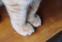 Warum Katzen Beinschnurrhaare haben: Die geheime Funktion der Handwurzelvibrissen