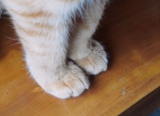 Por qué los gatos tienen bigotes en las patas: la función secreta de las vibrisas del carpo