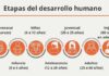 7 Étapes du développement humain : une chronologie complète