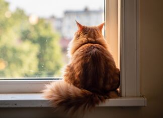 I gatti che vivono in casa hanno bisogno di vaccinazioni in inverno? La realtà dei rischi nascosti