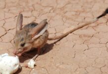 Roedores do deserto que não precisam de água